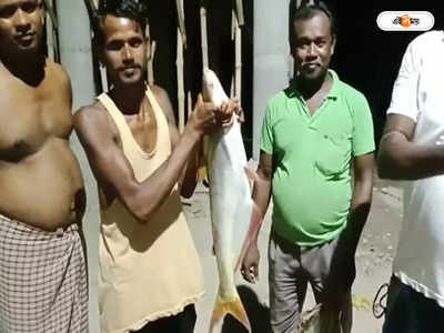 Nadia News : মৎস্যজীবীর জালে পেল্লাই সাইজের কাতলা মাছ! দাম কত উঠল জানেন?