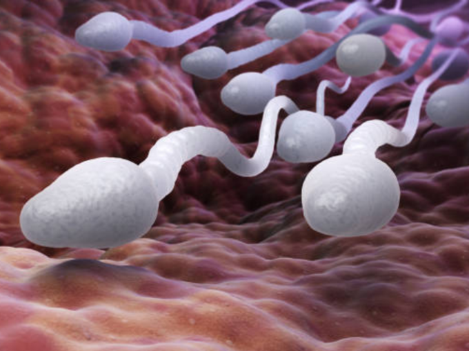 Sperm ची संख्या समजून घेणे