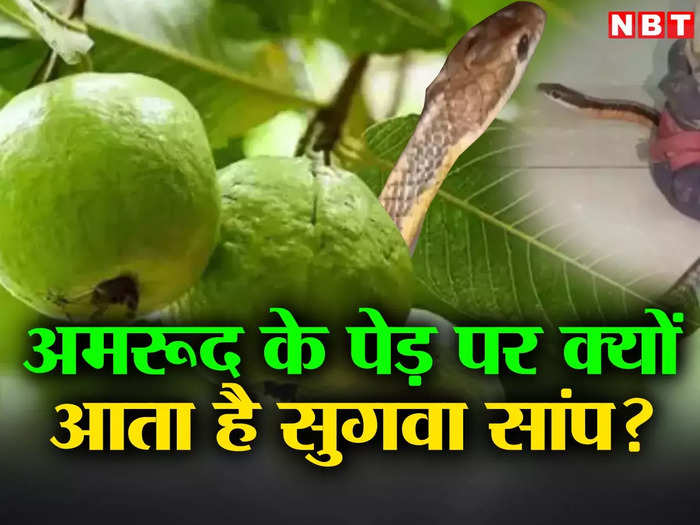flying snake on guava tree bihar sugwa saap seen in indore