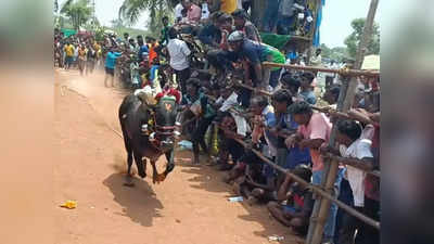 ஜோலார்பேட்டை அருகே எருது விடும் விழா; சீறிப்பாய்ந்து ஓடிய காளைகள்!