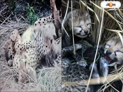 Kuno Cheetah Death : ঠিকানা বদলের আগেই অঘটন, কুনোয় ফের চিতা মৃত্যু