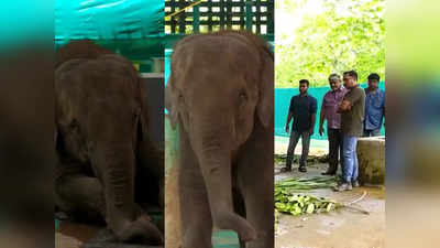 പിൻകാലുകൾക്ക് ബലക്ഷയം, മുട്ടിനു വീക്കം; കുട്ടിയാന മനുവിൻ്റെ ദുരവസ്ഥ കണ്ട് ഡോ. അരുൺ സക്കറിയയും സംഘവും; വിദഗ്ധ ചികിത്സ ഉടൻ