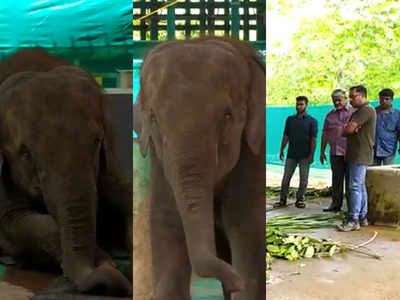 പിൻകാലുകൾക്ക് ബലക്ഷയം, മുട്ടിനു വീക്കം; കുട്ടിയാന മനുവിൻ്റെ ദുരവസ്ഥ കണ്ട് ഡോ. അരുൺ സക്കറിയയും സംഘവും; വിദഗ്ധ ചികിത്സ ഉടൻ