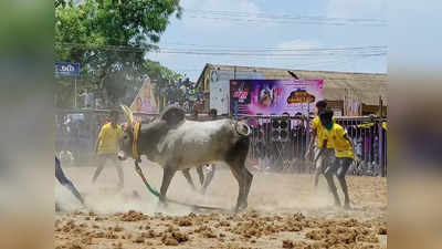 ஆலங்குடி அருகே ஜல்லிக்கட்டு; சீறிய காளைகளை அடக்கிய காளையர்கள்...!