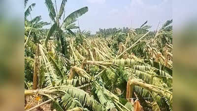 பல்லடம் அருகே பலத்த காற்றுடன் மழை;  வாழை, தென்னை மரங்கள் சாய்ந்து நாசம்