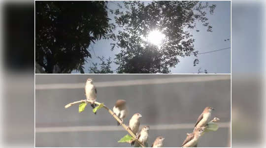 birds facing hardship as temperature continues to surge in nagpur