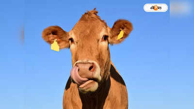 Rajasthan Farmer Cow DNA Test : চাষার যুদ্ধজয়, DNA নমুনা মিলতেই হারানো গোরু ফিরে পেলেন দুলারাম