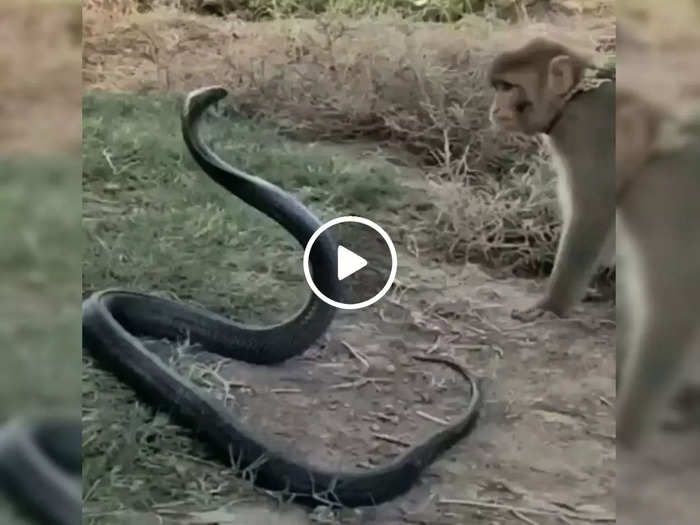 bandar ka video cobra saanp ka video ka video monkey was pulling king cobra snake tail watch viral video