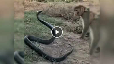 Bandar Cobra Ka Video: बंदर ने किंग कोबरा से लिया पंगा, पूंछ पकड़कर खींचने लगा तो सांप ने तुरंत दिखा दी अपनी ताकत