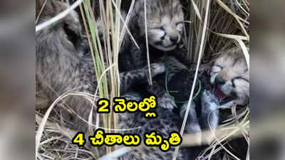 Cheetah: రెండు నెలల్లో నాలుగు చీతాలు మృతి.. అసలు విదేశీ చీతాలకు ఏమైంది ?