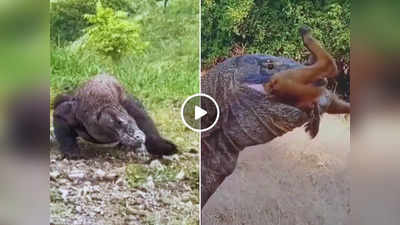 Komodo Dragon Ka Video: विशालकाय छिपकली ने दौड़कर पकड़ा शिकार, 30 सेकंड में उसका नामोनिशान ही मिटा दिया!