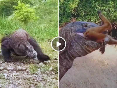 Komodo Dragon Ka Video: विशालकाय छिपकली ने दौड़कर पकड़ा शिकार, 30 सेकंड में उसका नामोनिशान ही मिटा दिया!
