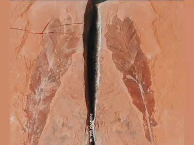 महाराष्ट्रात २० कोटी वर्षांपूर्वीचा खजिना आढळला! फोटो पाहून कुणाचाही विश्वास बसणार नाही