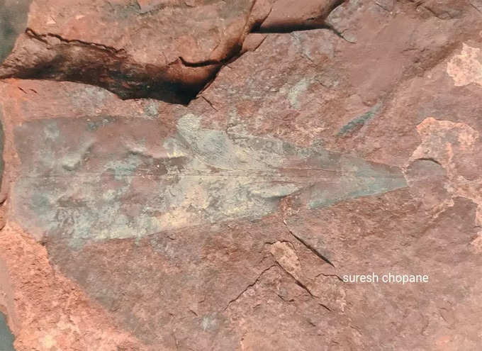leaf fossils found near Bhadravati