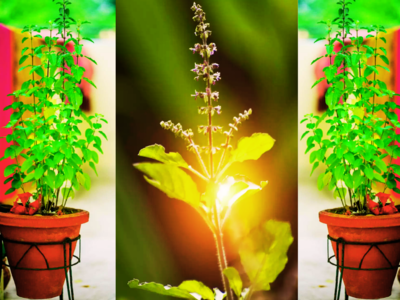 Tulsi Planting Rules: ಮನೆಯಲ್ಲಿ ನೀವು ಇಷ್ಟೇ ತುಳಸಿ ಗಿಡವನ್ನು ನೆಡಬೇಕೆನ್ನುತ್ತೆ ಶಾಸ್ತ್ರ..!