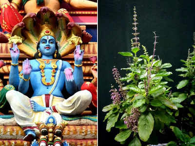 Nirjala Ekadashi 2023: নির্জলা একাদশীতে তুলসীর এই উপায়ে দূর হবে দুঃখ-কষ্ট, পিতৃদোষ মুক্তির জন্য কী করবেন?