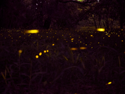 Fireflies Festival 2023: ലക്ഷകണക്കിന് മിന്നാമിനുങ്ങിനൊപ്പം രാത്രി മൊത്തം കഴിയാന്‍ വരുന്നോ? നമ്മുടെ പശ്ചിമഘട്ടത്തിലാണ്..