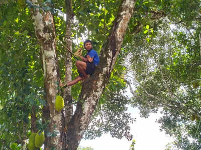 കാട്ടിറച്ചി കടത്തിയെന്ന കള്ളക്കേസ്; ഉദ്യാഗസ്ഥരുടെ സസ്‌പെന്‍ഷന്‍ പിന്‍വലിച്ചു; മരത്തിൽ കയറി ആത്മഹത്യ ഭീഷണി മുഴക്കി ആദിവാസി യുവാവ്