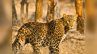 Balrampur Leopard Attack: बलरामपुर में तेंदुए के हमले में पांच घायल, दूसरे का नाले में मिला 10 दिन पुराना शव