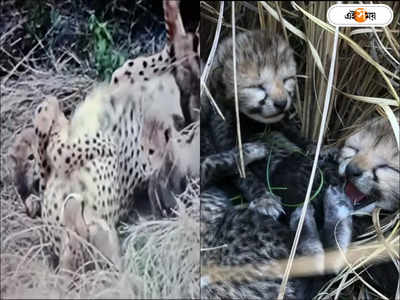 Cheetah Death At Kuno : কুনোর জঙ্গলে মারাত্মক লু, মৃত আরও ২ চিতা শাবক