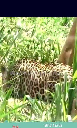 leopards playing in water video goes viral