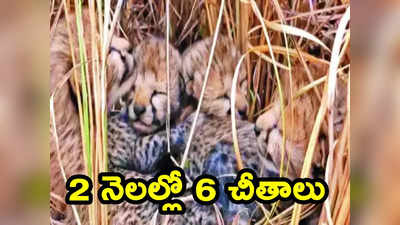Cheetah: రెండు నెలల్లో 6 చీతాలు మృతి.. అసలు అక్కడ ఏం జరుగుతోంది.