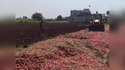 बाजारात कवडीमोल भाव, शेतकरी संतापला अन् ३०० क्विंटल कांद्यावर जेसीबी फिरवला