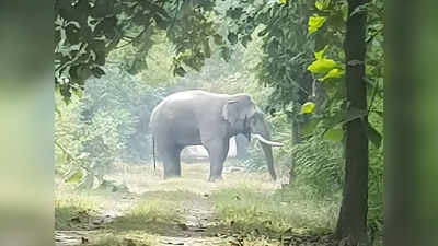 Jungle News: पहली बार गोबर से हो रही है हाथियों की गिनती, देश भर में जुटीं 20 एक्‍सपर्ट टीमें