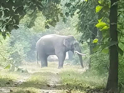 Jungle News: पहली बार गोबर से हो रही है हाथियों की गिनती, देश भर में जुटीं 20 एक्‍सपर्ट टीमें