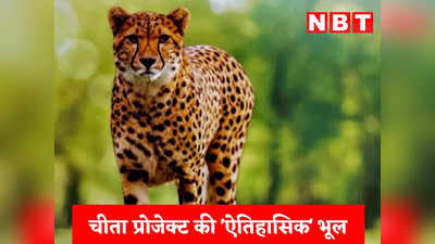 Cheetah Death News: कूनो नेशनल पार्क में अभी और चीतों की मौत होगी, एक्सपर्ट ने किस ऐतिहासिक भूल के चलते दी ये चेतावनी