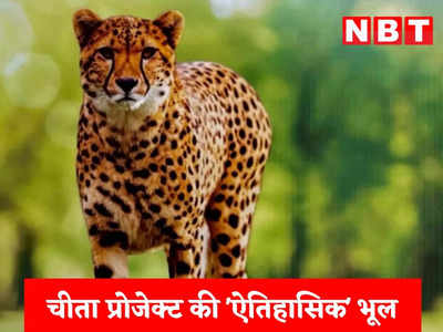 Cheetah Death News: कूनो नेशनल पार्क में अभी और चीतों की मौत होगी, एक्सपर्ट ने किस ऐतिहासिक भूल के चलते दी ये चेतावनी