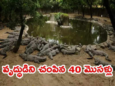 Crocodiles: 72 ఏళ్ల వృద్ధుడిపై దాడి చేసిన 40 మొసళ్లు.. చేతిని కొరికి తిని చంపిన వైనం..