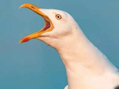 नागरिकों के ड्रग्स छीनकर खाने के बाद उत्पात मचाते हैं ये पक्षी, आदत से परेशान लोग बोलने लगे हैं Psycho Gull