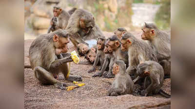 Uttarakhand Monkeys : उत्तराखंड के रामनगर में 10 से ज्यादा बंदरों की हत्या! वन विभाग जांच में जुटा