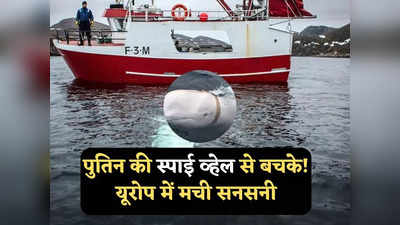 Russian Spy Whale: यूरोप में गश्त लगा रही पुतिन की स्पाई व्हेल, नॉर्वे में अलर्ट जारी, लोगों को दूर करने की सलाह