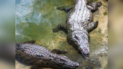 Cambodian Killed By Crocodiles: 72ರ ವೃದ್ಧನನ್ನು ಸಿಗಿದು ಕೊಂದ 40 ಮೊಸಳೆಗಳ ಹಿಂಡು