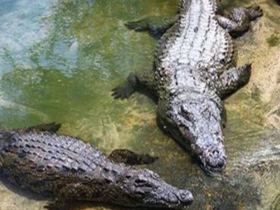 Cambodian Killed By Crocodiles: 72ರ ವೃದ್ಧನನ್ನು ಸಿಗಿದು ಕೊಂದ 40 ಮೊಸಳೆಗಳ ಹಿಂಡು