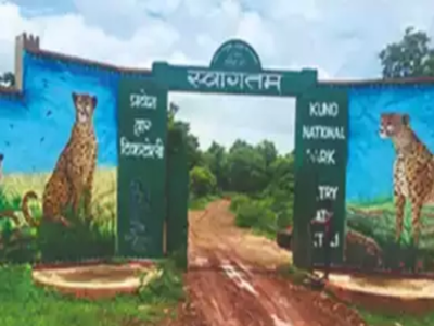 Kuno National Park: ಡಕಾಯಿತರೆಂದು ಭಾವಿಸಿ ಚೀತಾ ಶೋಧ ತಂಡದ ಮೇಲೆ ಗ್ರಾಮಸ್ಥರಿಂದ ಹಲ್ಲೆ