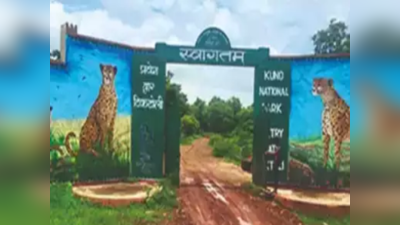 Kuno National Park: ಡಕಾಯಿತರೆಂದು ಭಾವಿಸಿ ಚೀತಾ ಶೋಧ ತಂಡದ ಮೇಲೆ ಗ್ರಾಮಸ್ಥರಿಂದ ಹಲ್ಲೆ