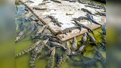 Cambodia Crocodile Attack: 40 मगरमच्छों के बाड़े में गिरे 72 साल के बुजुर्ग को नोंचकर मार डाला, हड्डी तक का पता नहीं चला