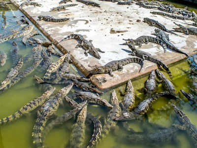 Cambodia Crocodile Attack: 40 मगरमच्छों के बाड़े में गिरे 72 साल के बुजुर्ग को नोंचकर मार डाला, हड्डी तक का पता नहीं चला