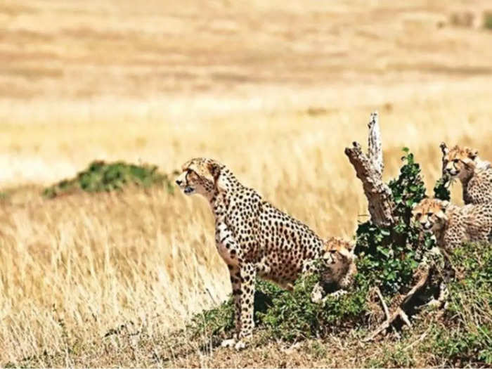Project cheetah