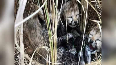 Kuno Cheetah : সুস্থ হচ্ছে শাবক, চিতল মেরে খেল মা