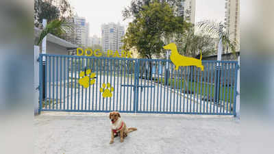 नोएडा: अगर आपके पास कुत्ता या बिल्ली है तो घुमाने ले जाइए डॉग पार्क... इस दिन से मिलने लगेगी सुविधा