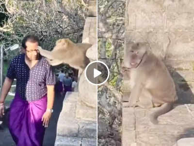 Bandar Ka Video: शख्स की आंखों से चश्मा निकालकर भागा, महिला ने बंदर को मामू बना 5 सेकंड में वापस ले लिया
