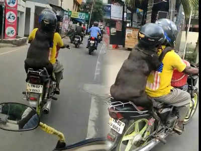 Viral Video : সচেতনতার চূড়ান্ত নিদর্শন! পিছনে বসা কুকুরকেও হেলমেট পড়িয়ে দিলেন চালক, দেখুন ভিডিও