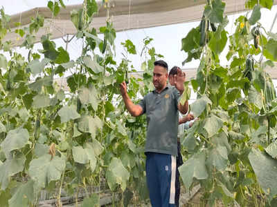 Haryana Farmer: 45 हजार की सरकारी नौकरी छोड़ हरियाणा के इस युवक ने शुरू की खीरे की खेती, कमा रहा लाखों रुपये