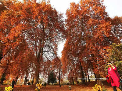 Kashmir Valley: ये कैसा पेड़ है जो बिगाड़ रहा है कश्मीर की इकॉनोमी को!