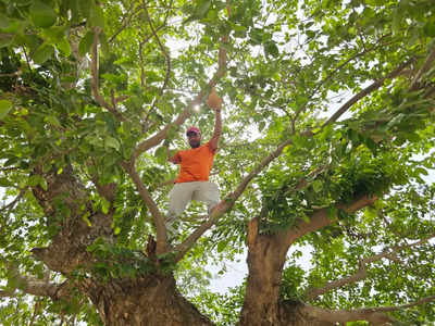 पंछियों को झुलसती गर्मी से बचाने को पेड़ों पर लटका रहे हैं घोंसले, पानी का भी इंतजाम कर रहे गाजीपुर के युवा