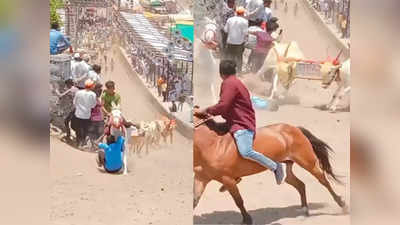 बैलगाडा शर्यतीत मुलगा आला आडवा; घोडीनं उडवलं, पण बैलानं वाचवलं; पुण्यातला थरारक VIDEO